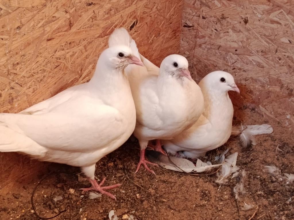 jonge duiven, Dieren en Toebehoren