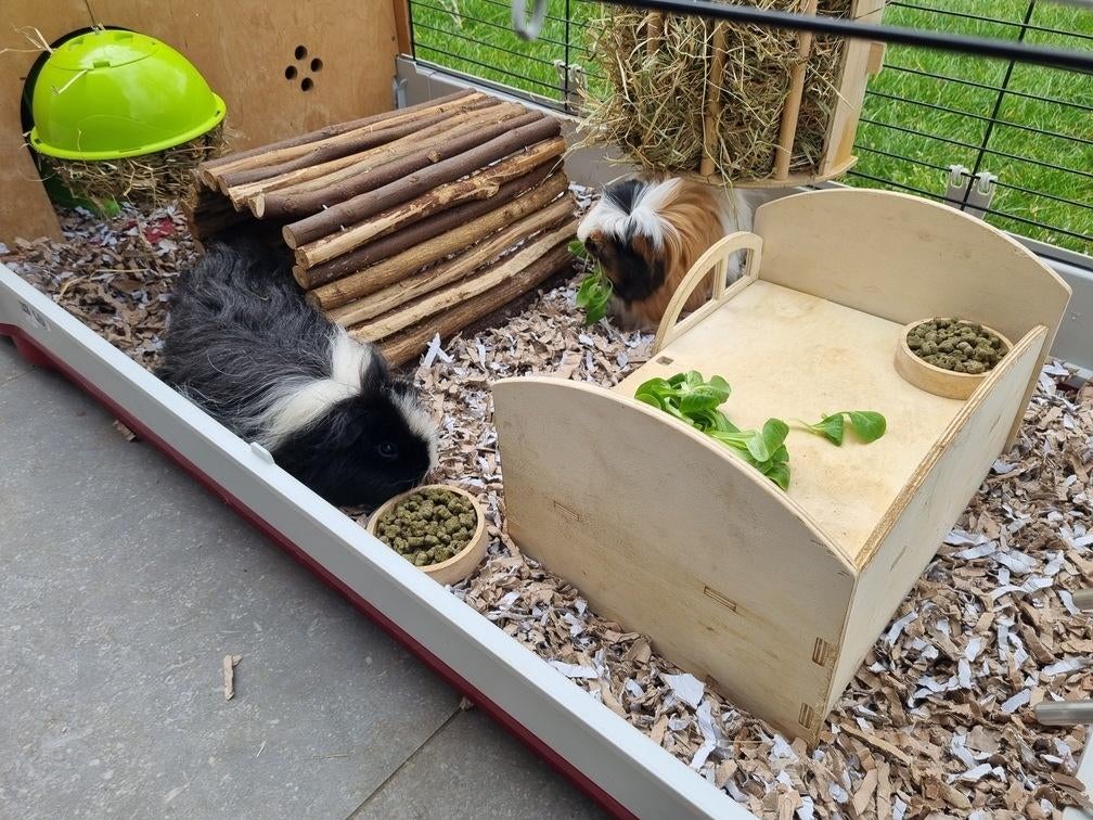 2 cavia's met kooi, eten, hooi en bedding, Dieren en Toebehoren, Knaagdieren en Konijnen | Hokken en Kooien, Kooi, 110 cm of meer