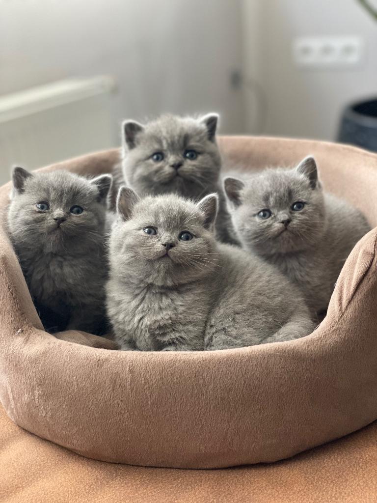 Britse korthaar kittens, Dieren en Toebehoren, Meerdere dieren, Gechipt, 0 tot 2 jaar