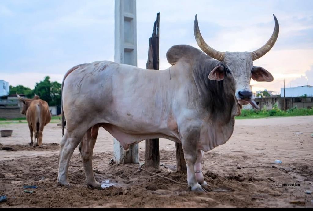 Ik zoek bijverdienste op boerderij, Dieren en Toebehoren, Runderen