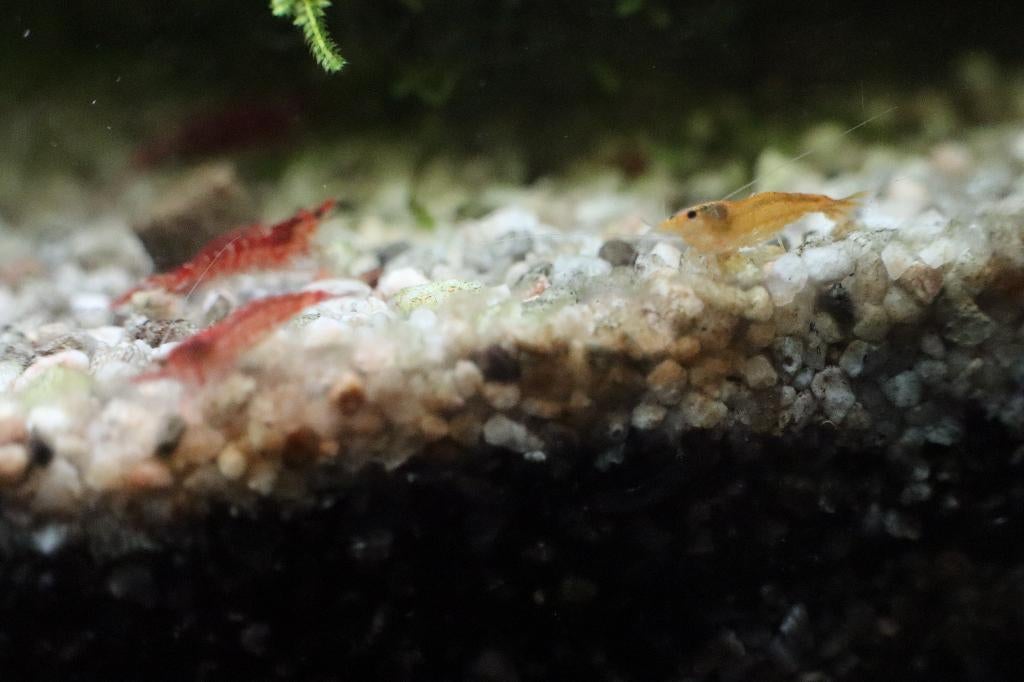 Crevettes neocaridina rouge/jaune (+ mousse de java gratuit), Homard, Crabe ou Crevette, Poisson d'eau douce, Banc de poissons