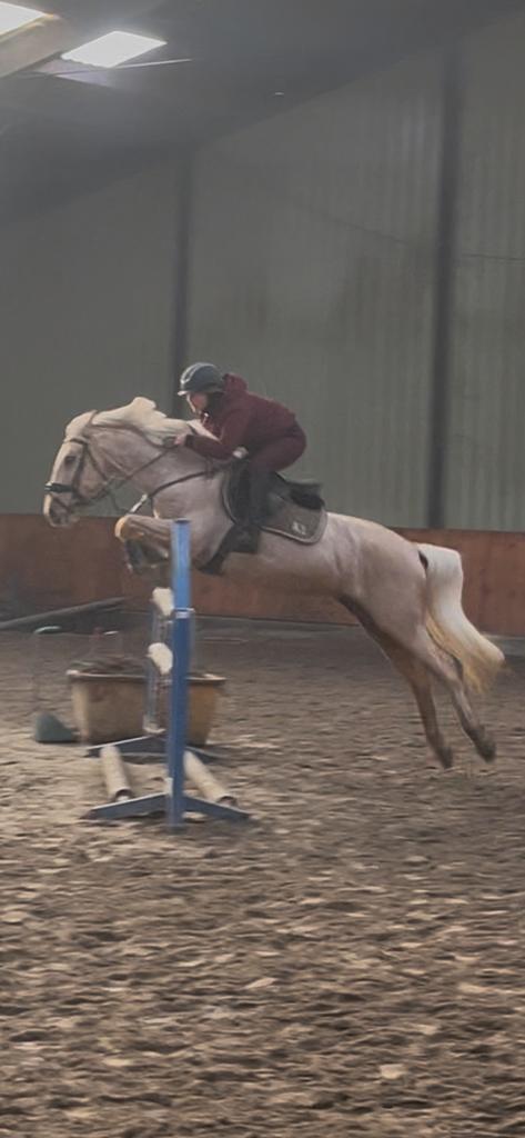 Grote d pony, Dieren en Toebehoren, Paarden, Merrie, Niet van toepassing, Minder dan 160 cm, 11 jaar of ouder, Springpaard, Gechipt