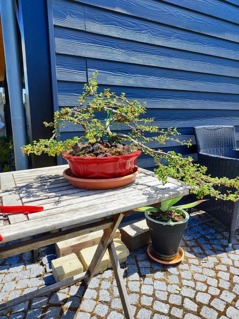 startplant bonsai coteneaster, Tuin en Terras, Planten | Bomen, Ophalen