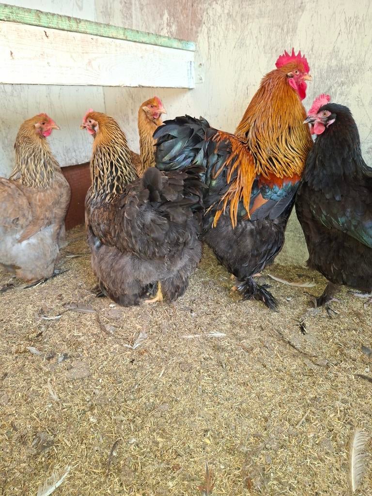 Broedeieren cochin groothoender, Dieren en Toebehoren