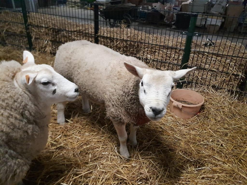 Schapenbok Texelaar met papieren, Dieren en Toebehoren, Mannelijk, Schaap, 0 tot 2 jaar