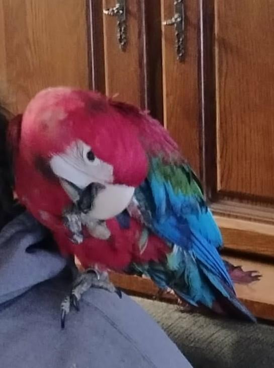 Groenvleugel ara, Dieren en Toebehoren, Mannelijk, Papegaai, Geringd