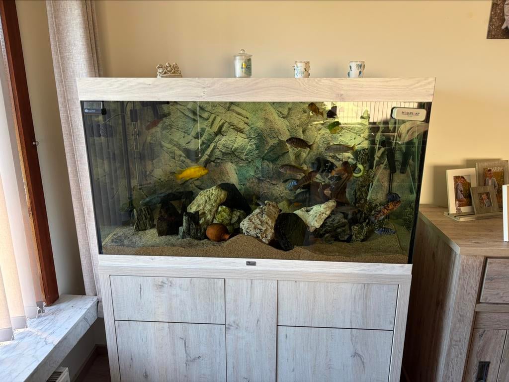Aquarium compleet met vissen, Ophalen