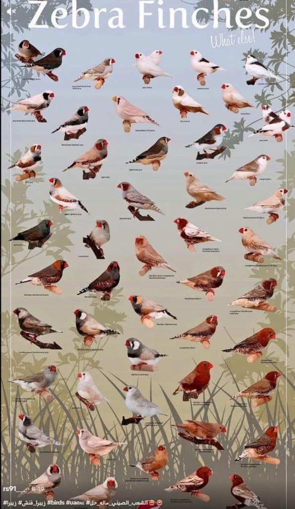 Te koop gevraagd voor de export, Dieren en Toebehoren, Meerdere dieren