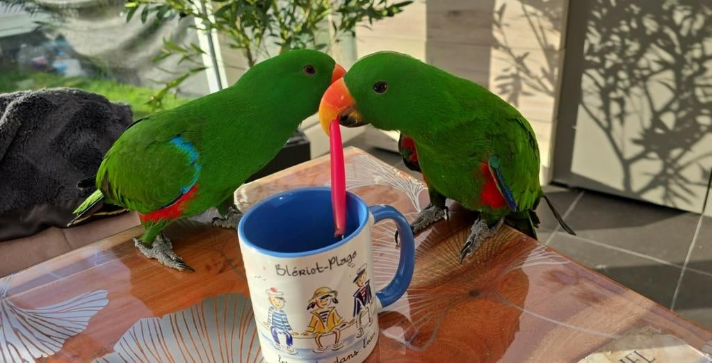 2 magnifiques eclectus mâles eam
