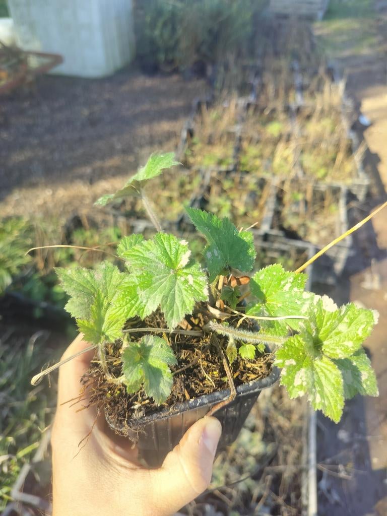 Anemone hybride Honorine Jobert . 650 stuks., Ophalen of Verzenden, Vaste plant