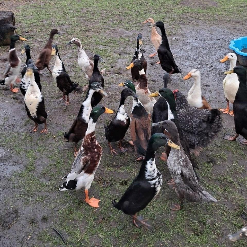 Loopeend, Dieren en Toebehoren, Pluimvee