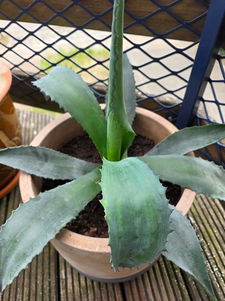 Agave, Jardin & Terrasse, Enlèvement