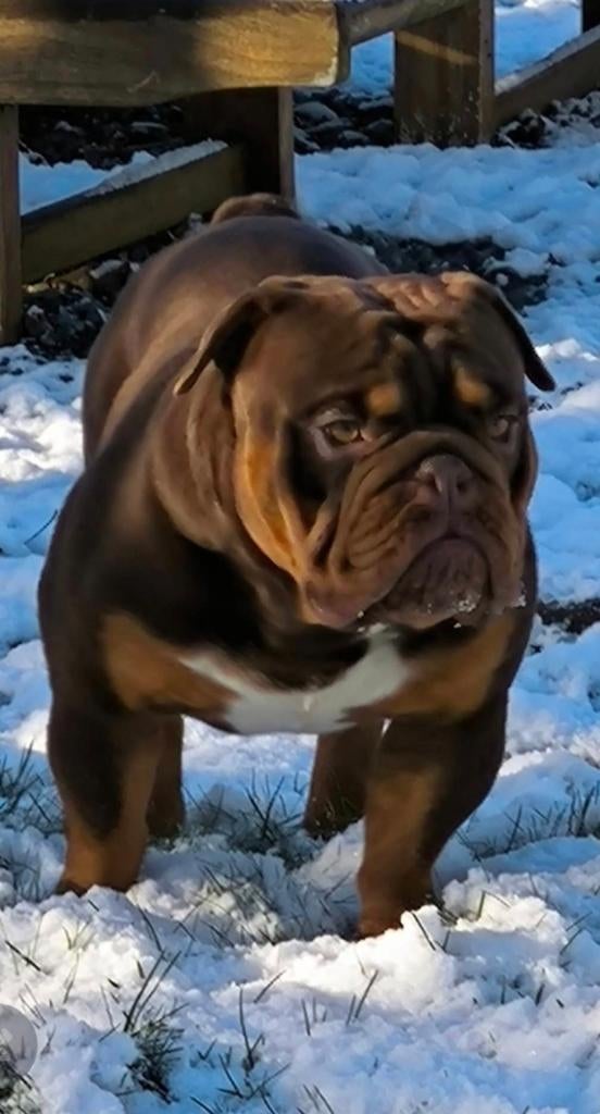 Bulldog dekreu, 1 à 2 ans, Chien (mâle), Hépatite contagieuse (maladie de Rubarth), Belgique