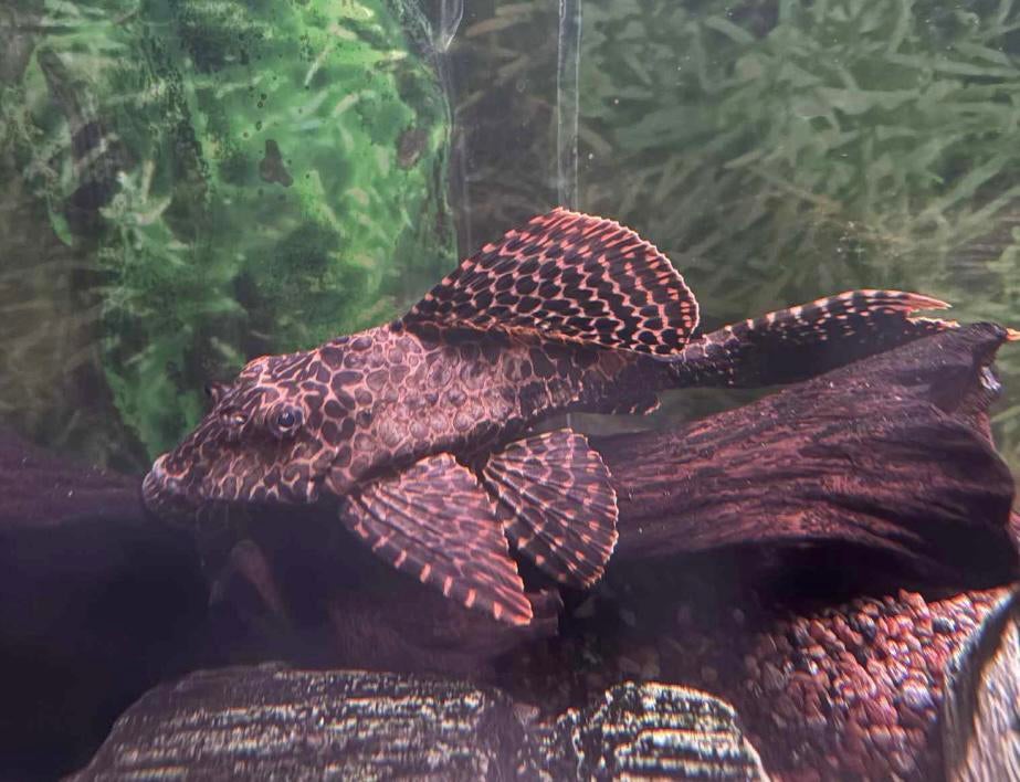 Pleco, Vis, Zoetwatervis