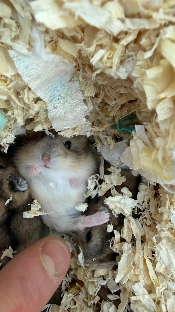 Russische dwerghamsters + papa, Dieren en Toebehoren, Knaagdieren, Hamster, Februari, Meerdere dieren, Tam