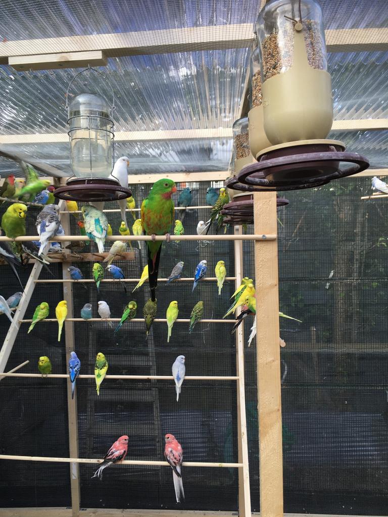 Laatste: MOOIE KLEUREN GRASPARKIETJES VANAF 20 EURO/KOPPEL, Dieren en Toebehoren, Meerdere dieren, Parkiet