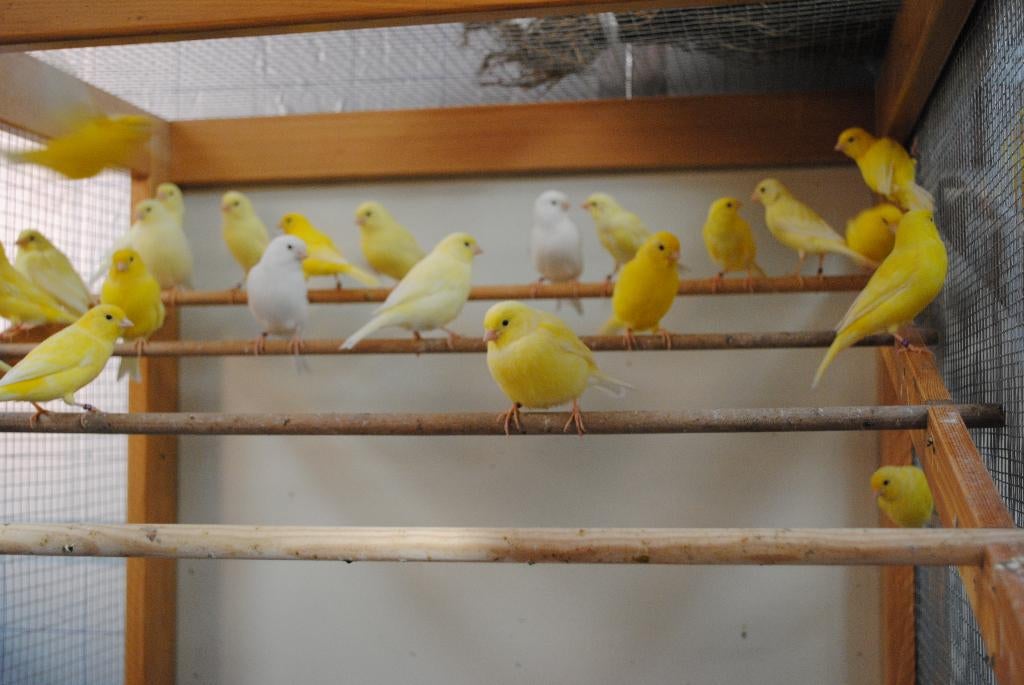 Gele kanaries, Animaux & Accessoires, Oiseaux | Canaris, Plusieurs animaux, Canari de couleur