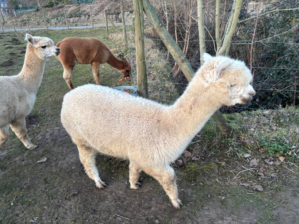 Halstermak alpaca hengstje, Dieren en Toebehoren, Mannelijk, 0 tot 2 jaar