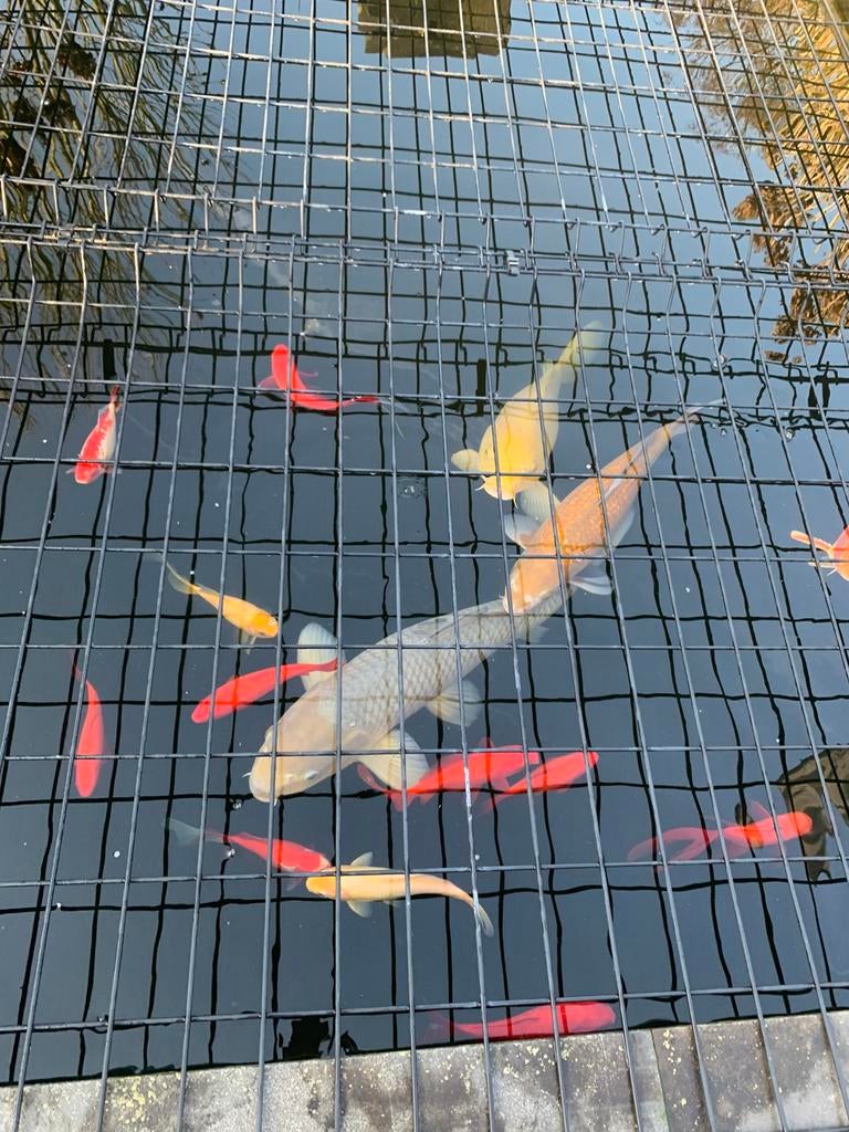 Koivissen, Dieren en Toebehoren