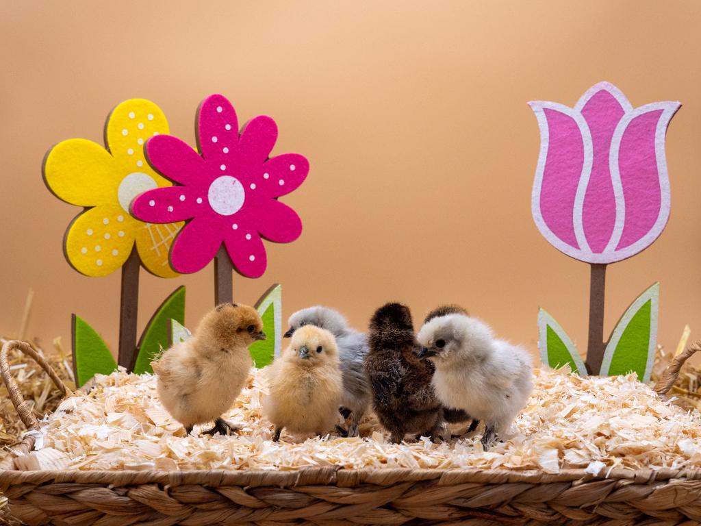 Jonge tamme Zijdehoen USA kriel kuikens gesekst en ingeënt, Dieren en Toebehoren