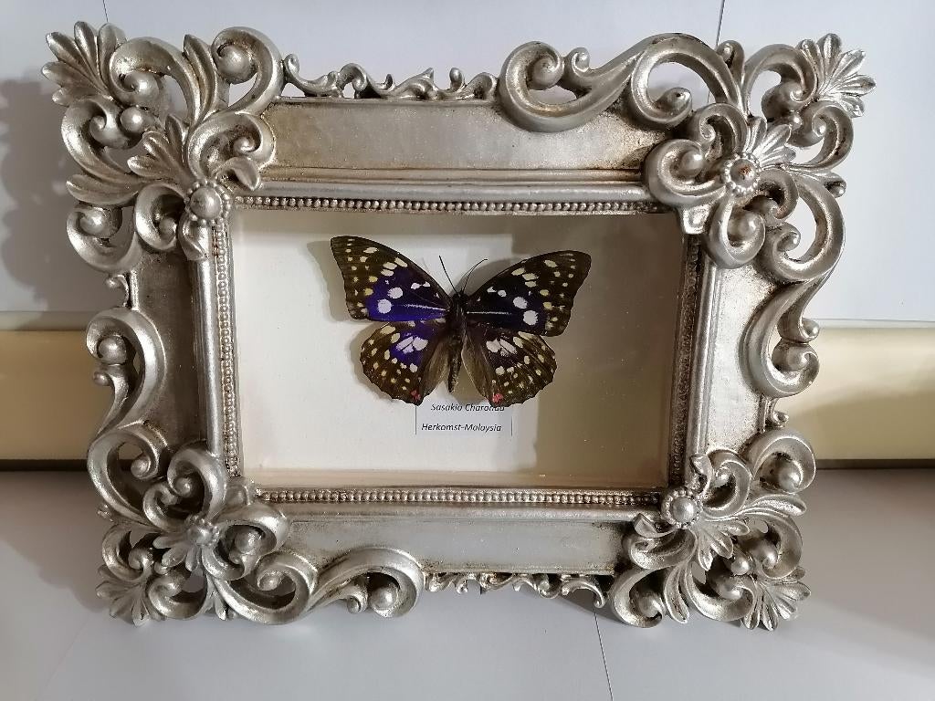 Taxidermy, Verzamelen, Ophalen of Verzenden, Nieuw, Insect, Opgezet dier