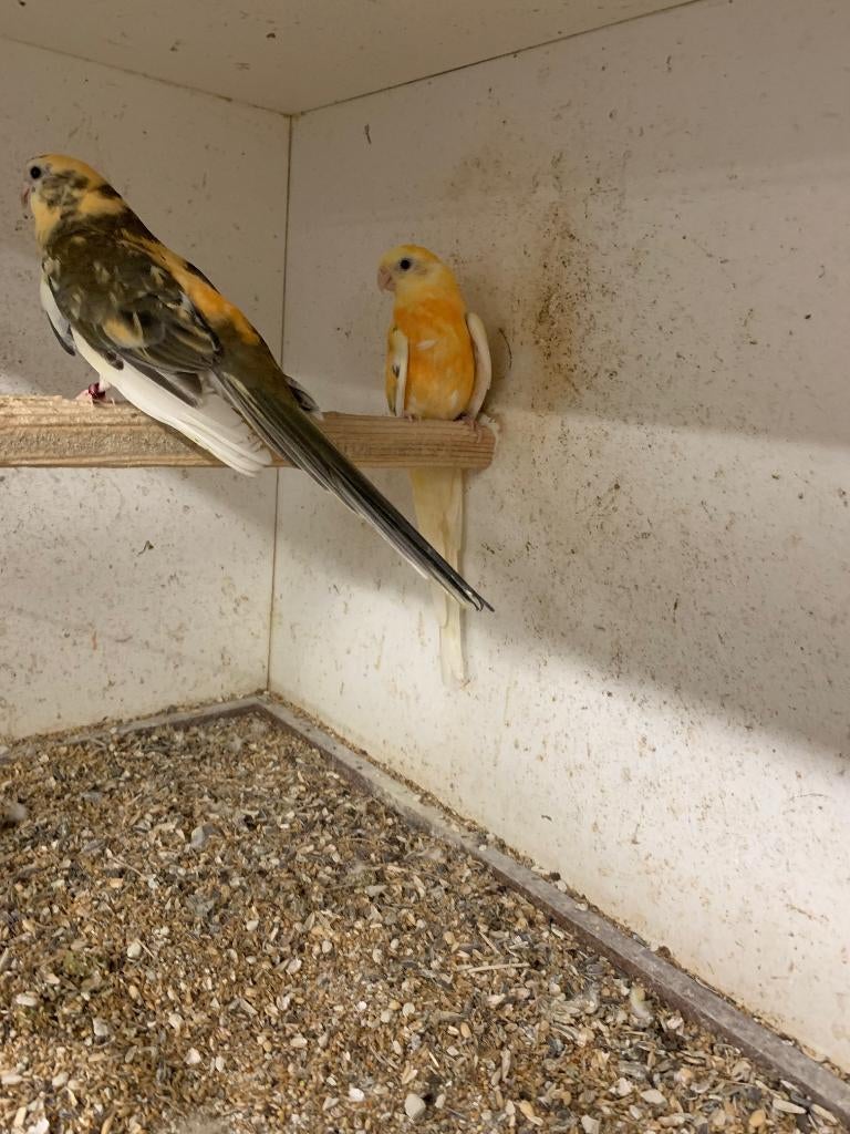 Roodrug Parkieten, Perruche, Bagué