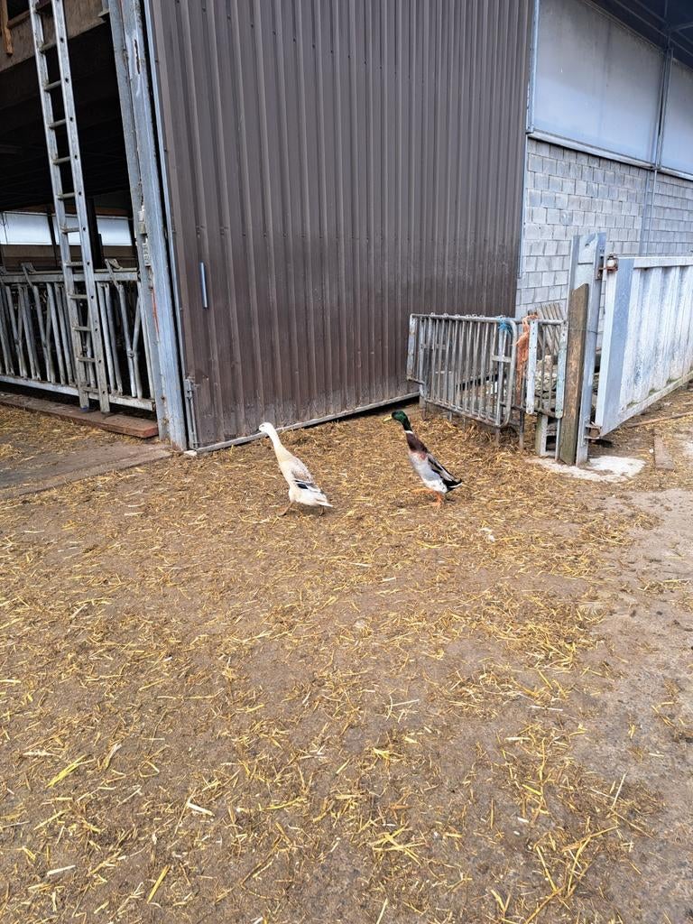 Broedeieren loopeend