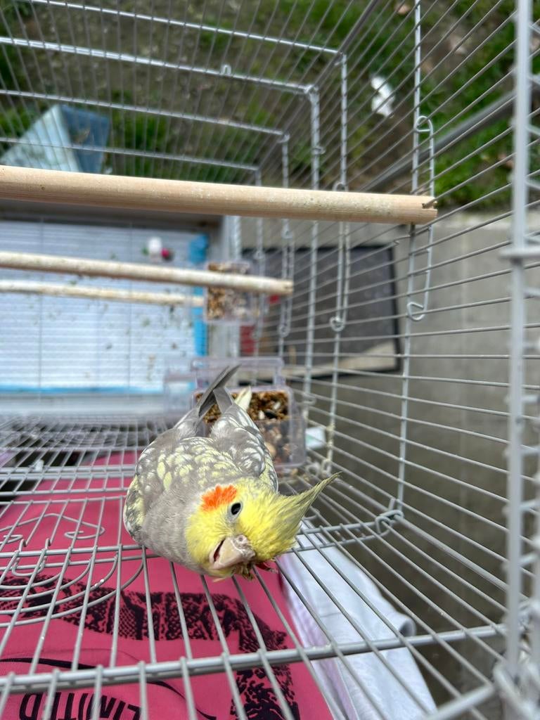 Tam valkparkietje pop, Dieren en Toebehoren, Vogels | Kanaries, Vrouwelijk