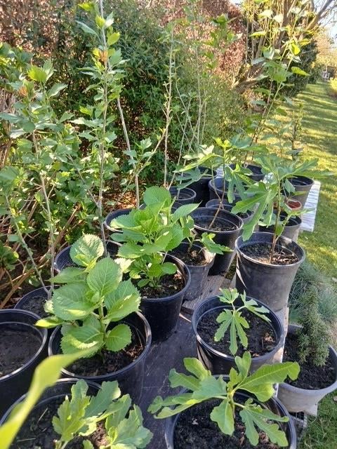 Tuin, buitenplanten !, Ophalen