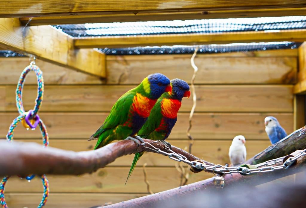 Lori van de blauwe bergen, Dieren en Toebehoren, Vrouwelijk, Papegaai, Geringd