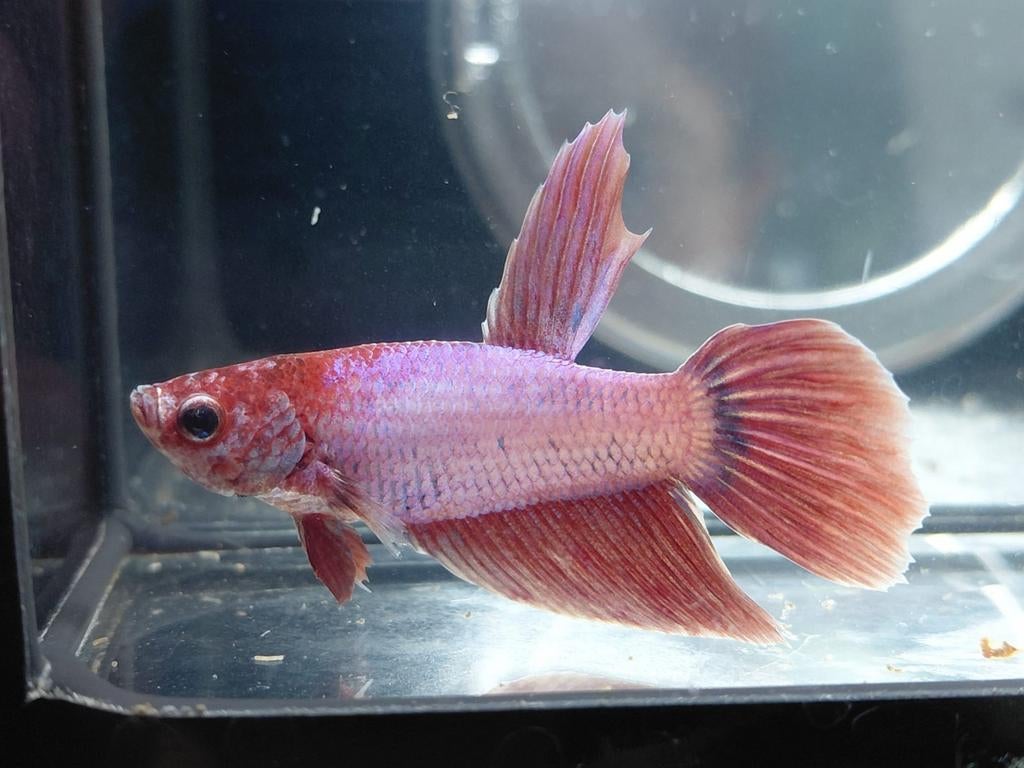 Purple unicorn veiltail betta man, Dieren en Toebehoren, Vissen | Aquariumvissen, Vis
