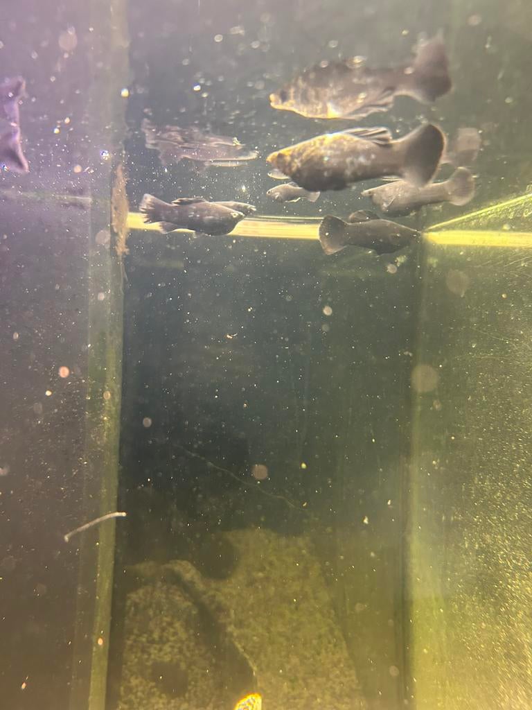 Molly vissen te koop, Poisson