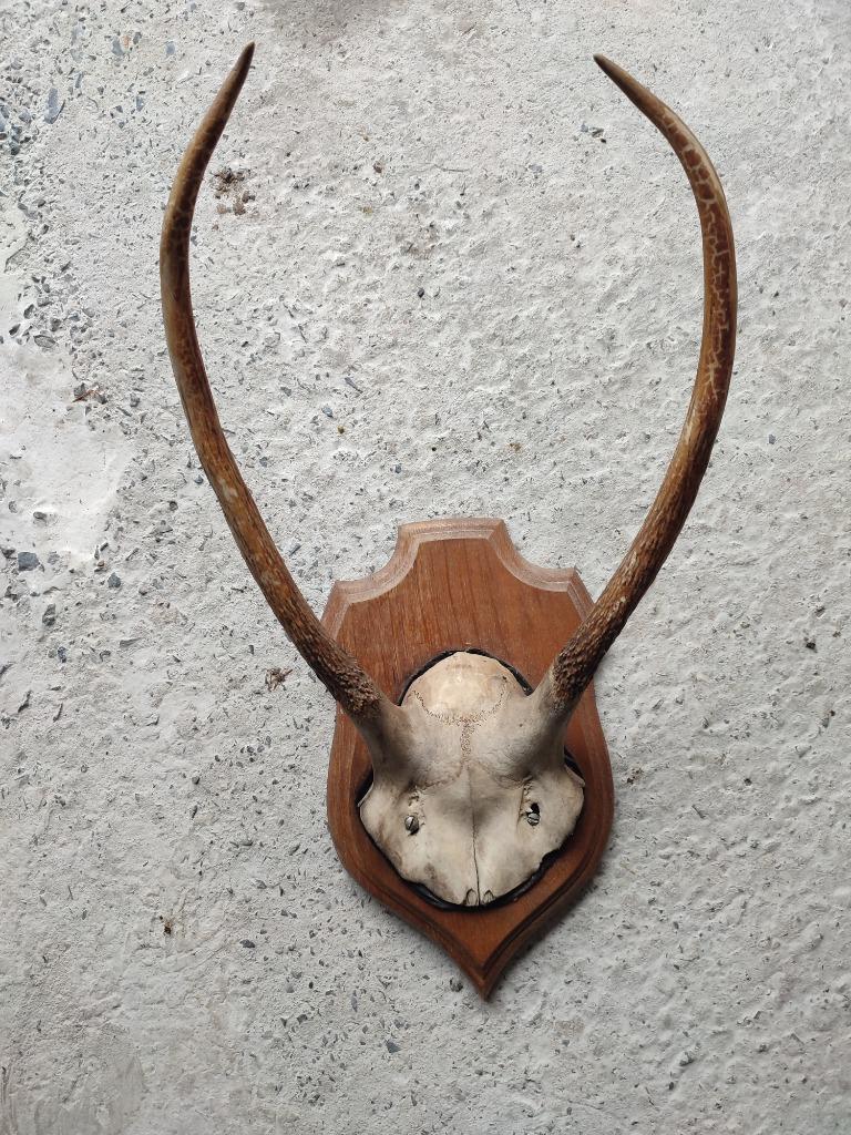 Trophée de chasse - bois/cornes de cerf, Collections, Enlèvement ou Envoi, Utilisé, Cerf, Bois ou Tête
