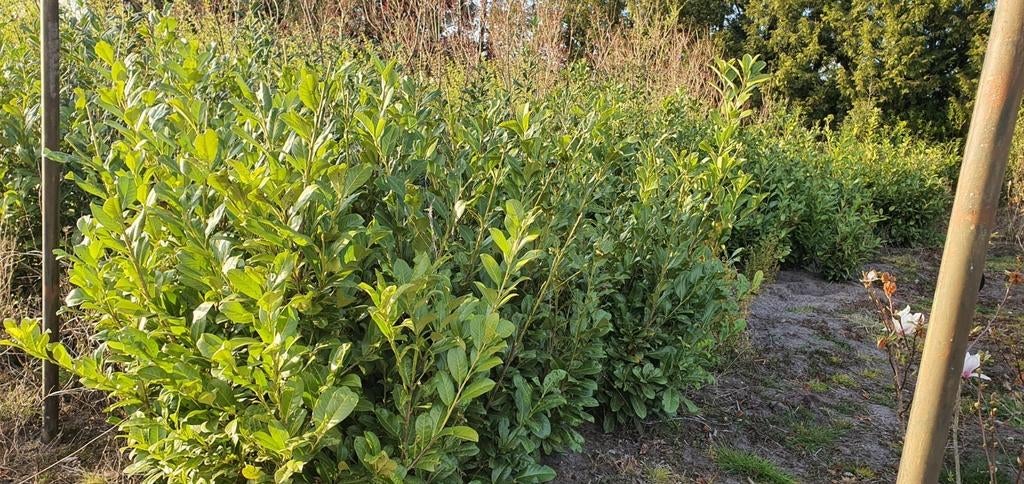 Diversen maten bomen heesters coniferen etc tekoop aangebode, Ophalen