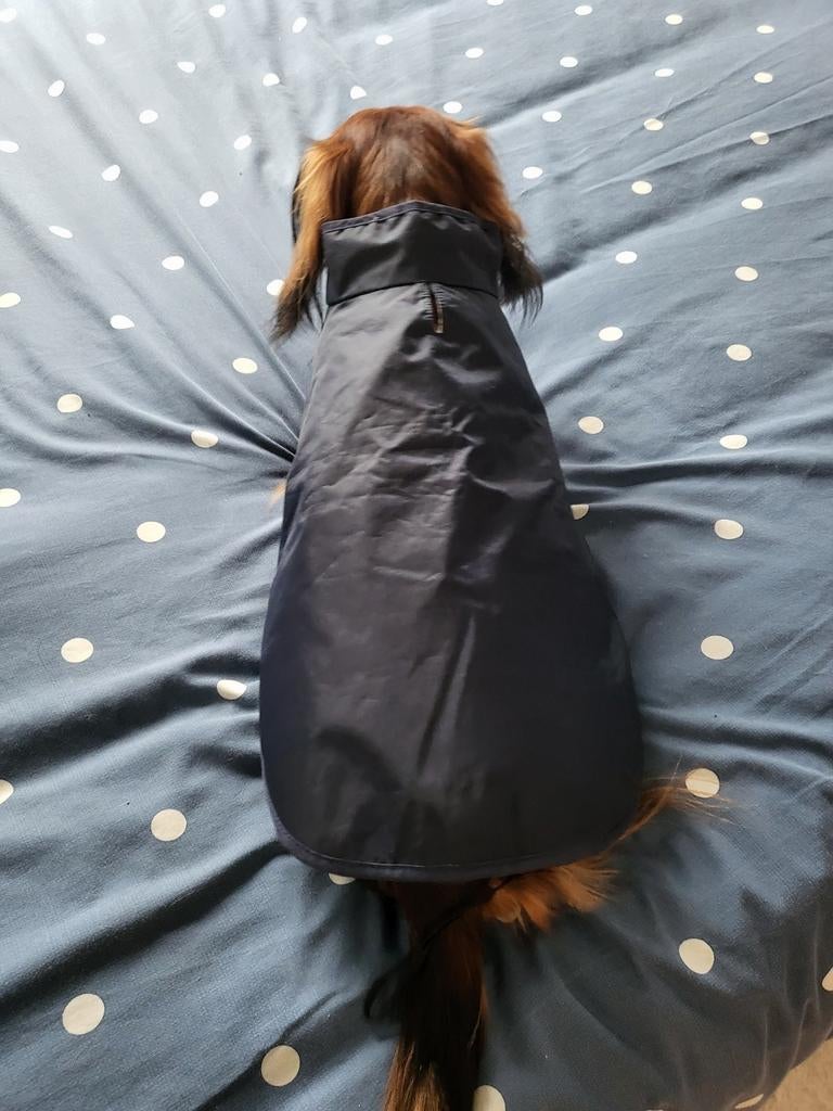 Gilet pour chien, Animaux & Accessoires, Enlèvement