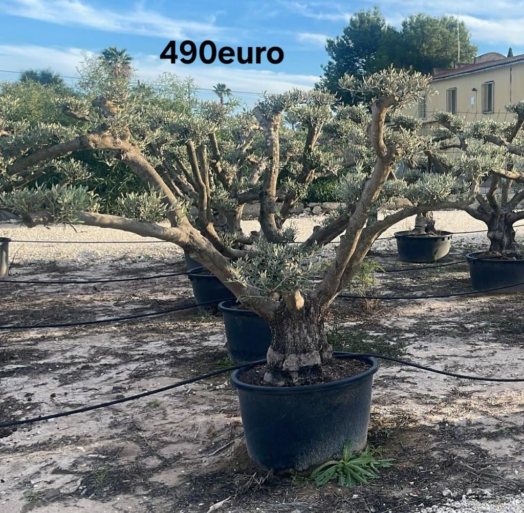 ‼️Olijfbomen olea europaea plato half april in België ‼️, Ophalen