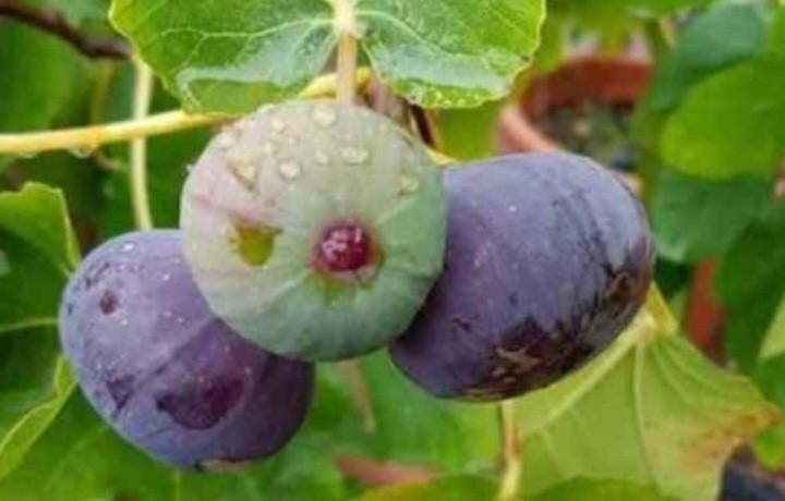 Figuier, Ophalen of Verzenden, Vijgenboom