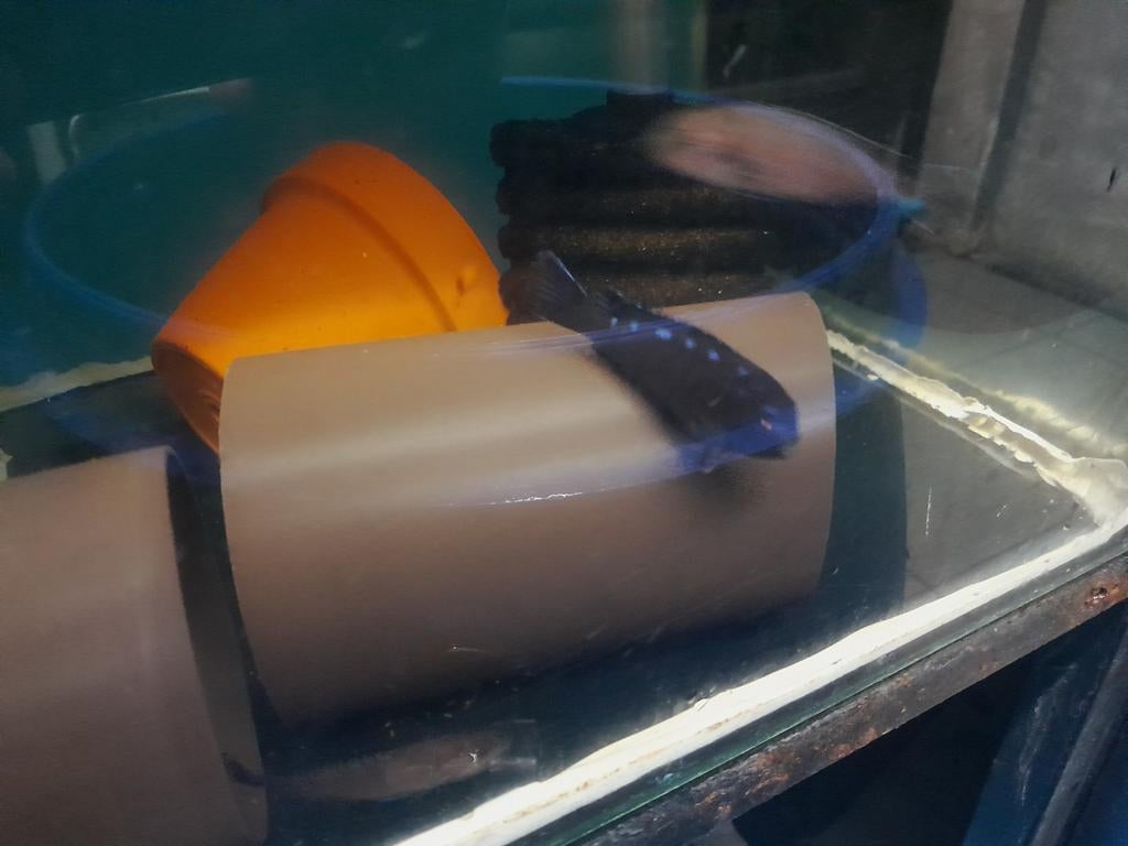 Pseudotropheus elongatus neon spot, Dieren en Toebehoren, Vis, Zoetwatervis