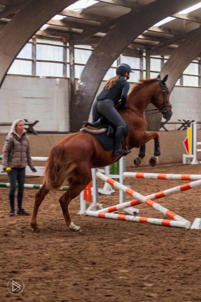 Verzorgpaard gezocht