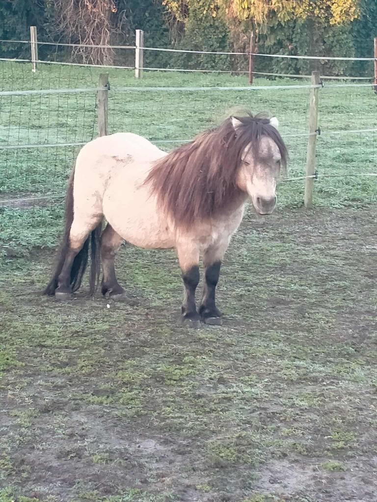 Shetland pony, Dieren en Toebehoren, Met stamboom, Niet van toepassing, Hengst, A pony (tot 1.17m)
