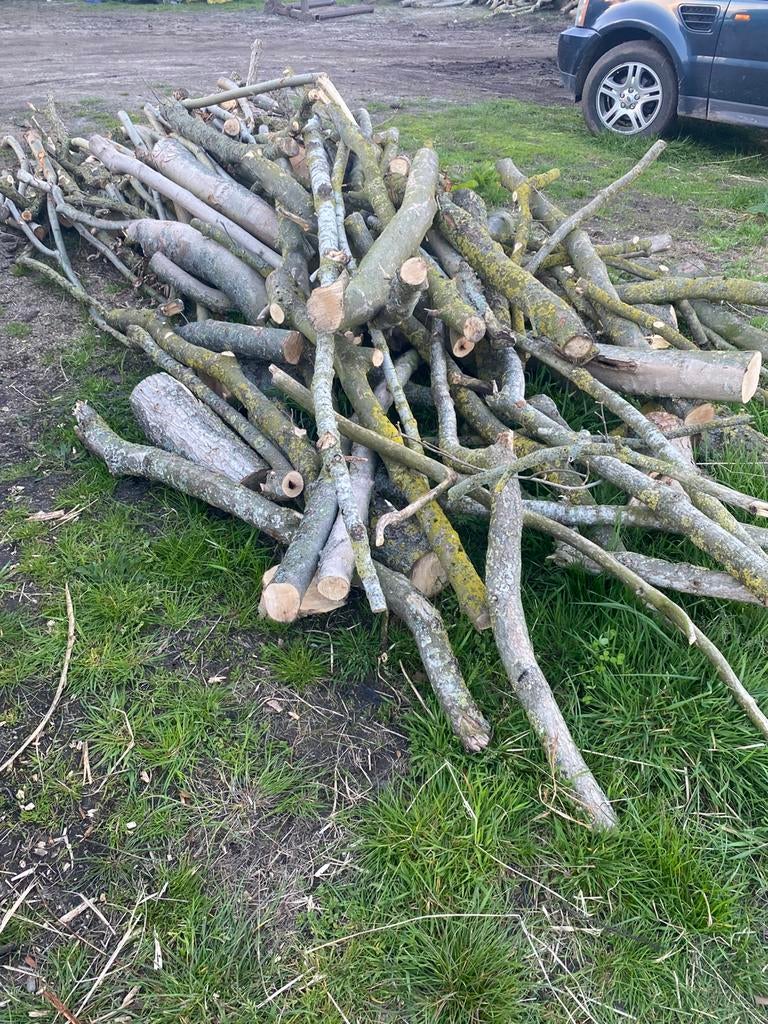 Mix op stam wilg/Cana/eik, Tuin en Terras, Ophalen, Zuilboom