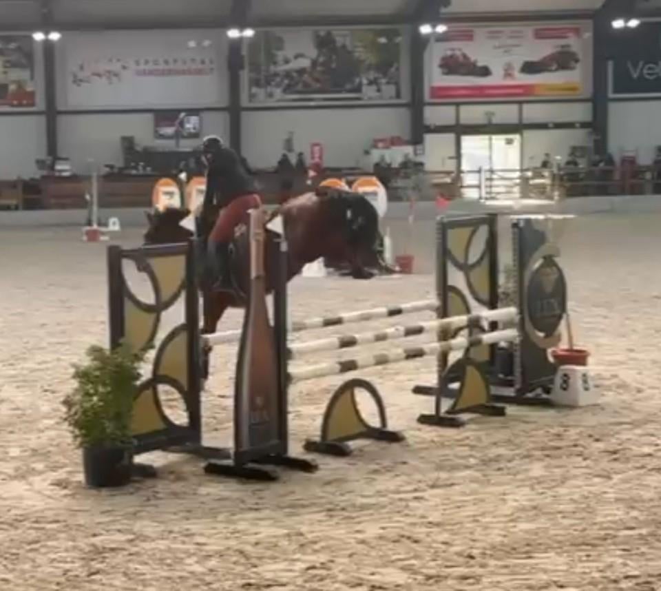 Fijn jong dames springpaard , 5 j merrie , Rx gekeurd !, Dieren en Toebehoren, Paarden, Merrie, Springpaard, Minder dan 160 cm