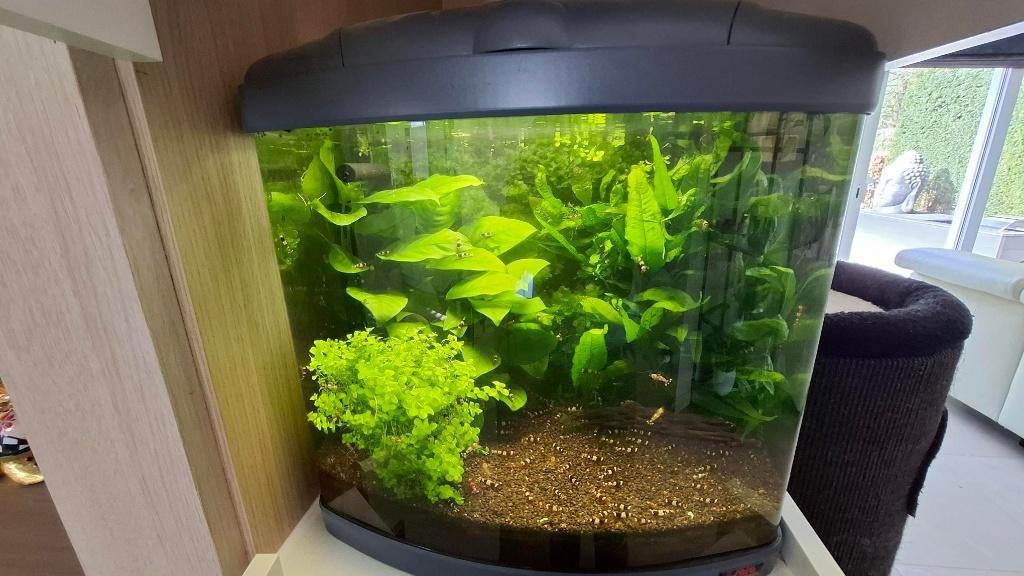 Aquarium 60 liter Sera Biotop 60 en allerlei benodigdheden, Dieren en Toebehoren, Ophalen, Sera, Leeg aquarium, Gebruikt
