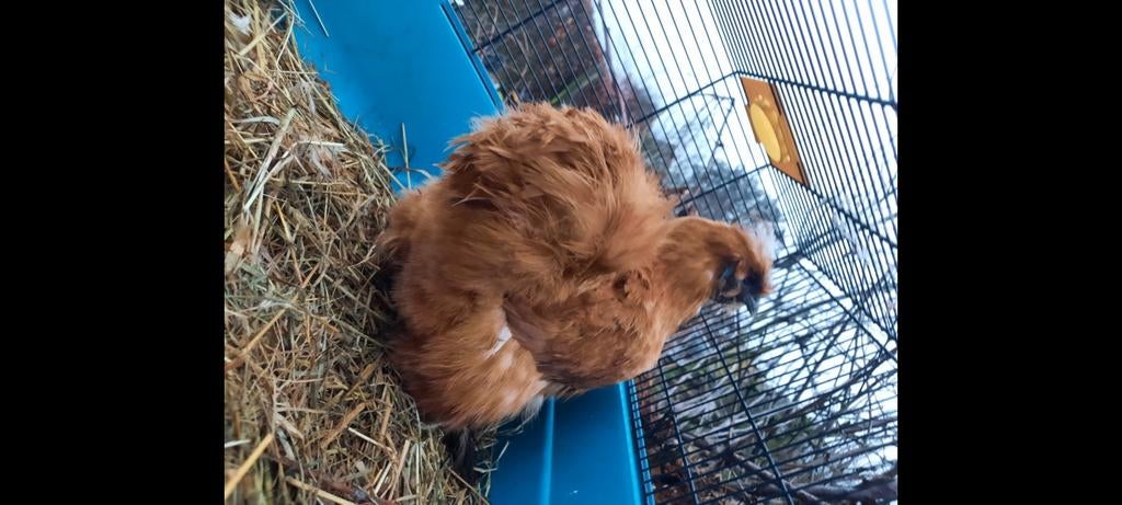 Zijdehoen broedeieren te koop, Dieren en Toebehoren, Pluimvee