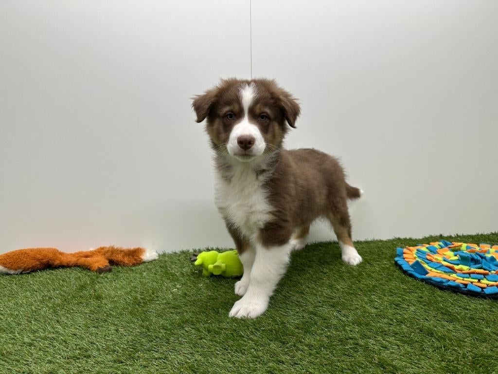 Nestje Australische herder pups, Parvo, België, 8 tot 15 weken, Meerdere