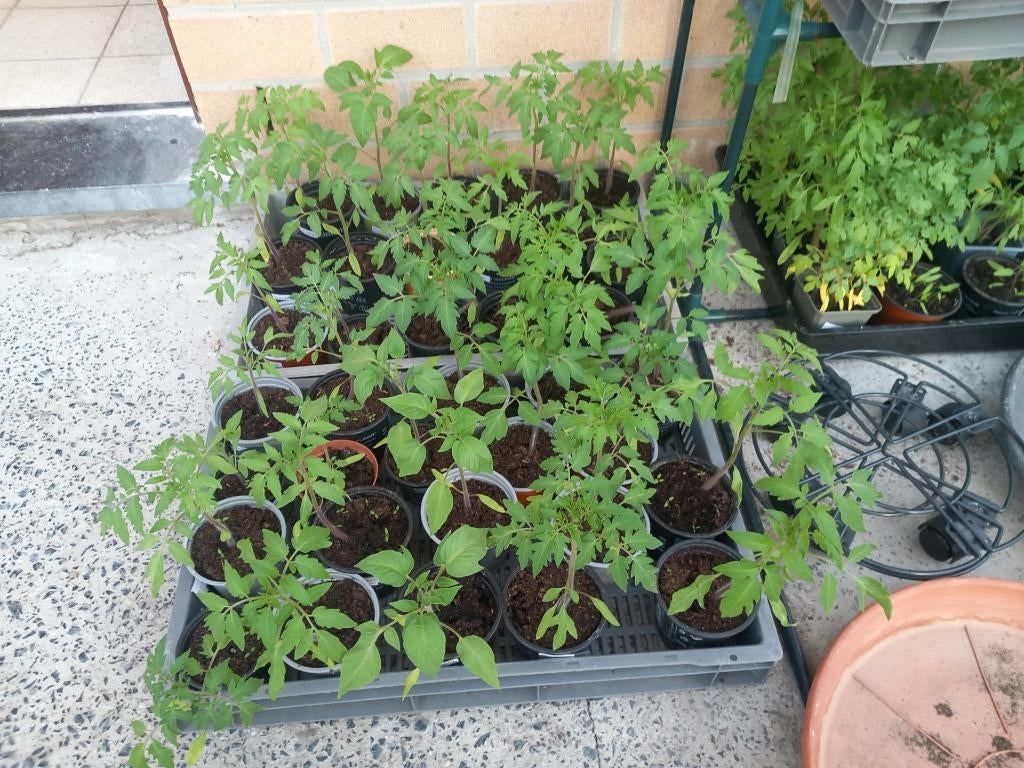 Plants de tomates, Jardin & Terrasse, Plantes | Jardin, Annuelle, Plein soleil, Été, Enlèvement