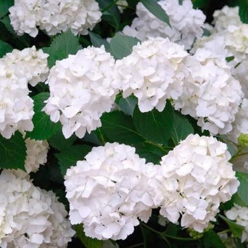 ‼️hortensia aan stuntprijzen ‼️, Ophalen