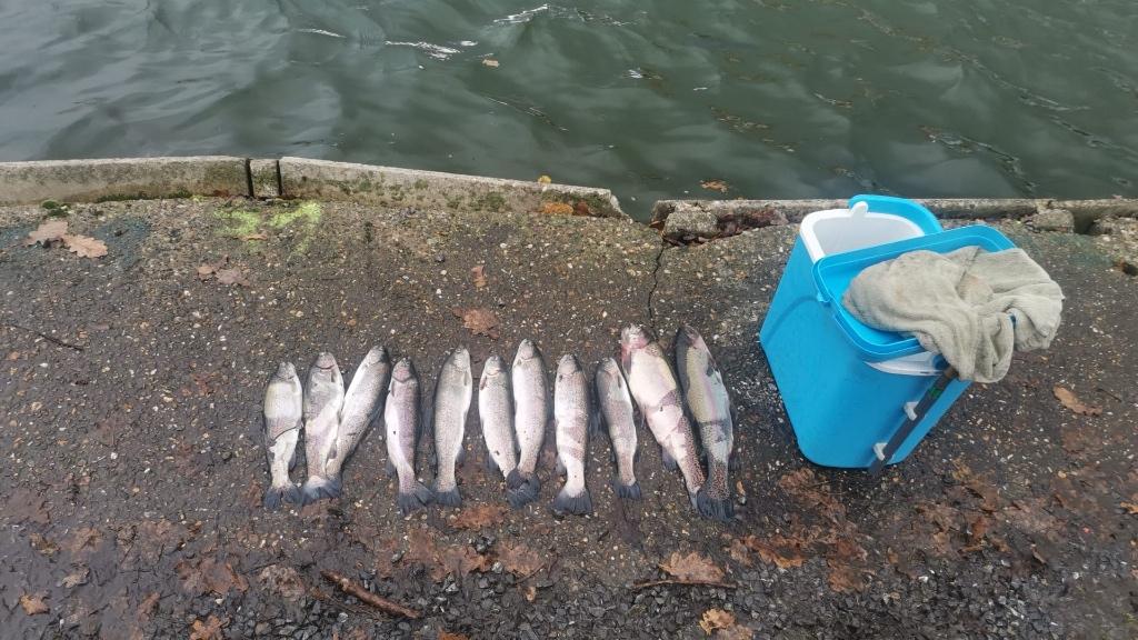 Forellen, Ophalen, Nieuw