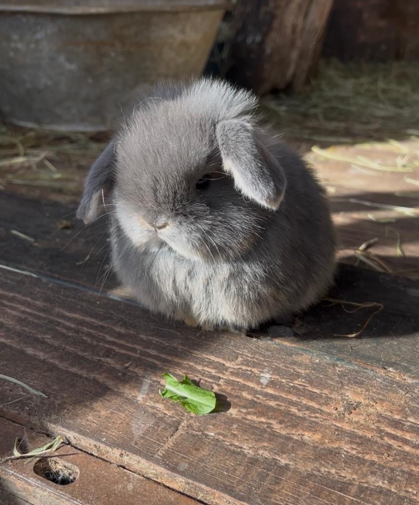 Minilop konijntjes (meerdere nestjes), Dieren en Toebehoren, Konijnen, Meerdere dieren, Klein, Hangoor, 0 tot 2 jaar