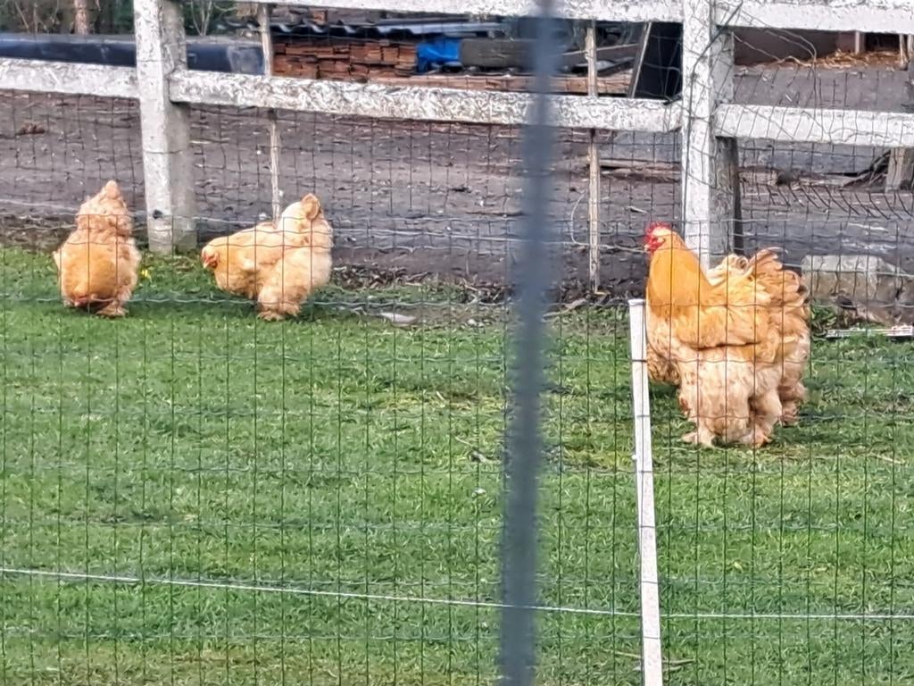 Groothoender Cochin buff  !!!!!!!!!!BROEDEIEREN!!!!!!!!, Dieren en Toebehoren